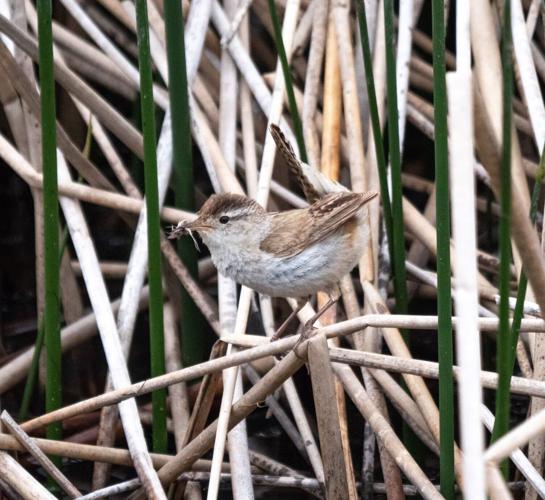 marsh wren carrying food by Terry Rich.jpg