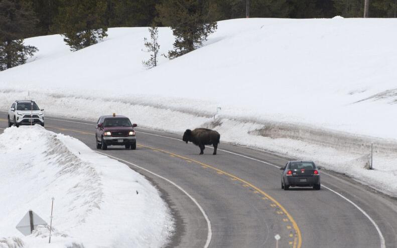 Wildlife crossing