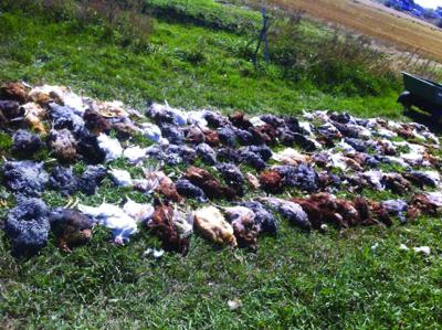 Dead hens