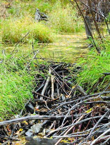 beaver dam