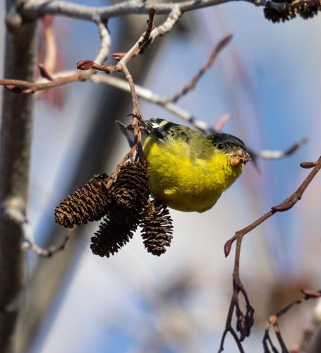 lesser goldfinch eating seeds of white alder.jpg