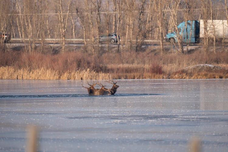 Elk in pond