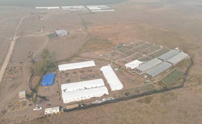 Beatty illegal grow site