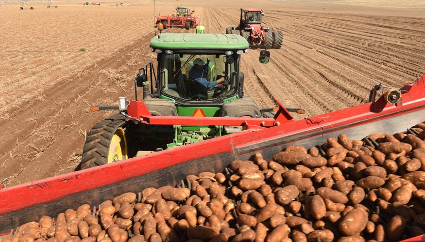 Potato Harvest