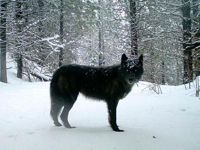 Oregon wolves