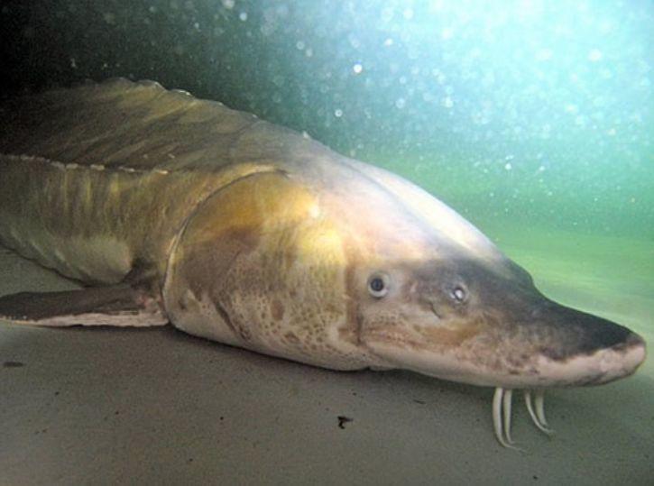 Snake River sturgeon poachers sentenced Local