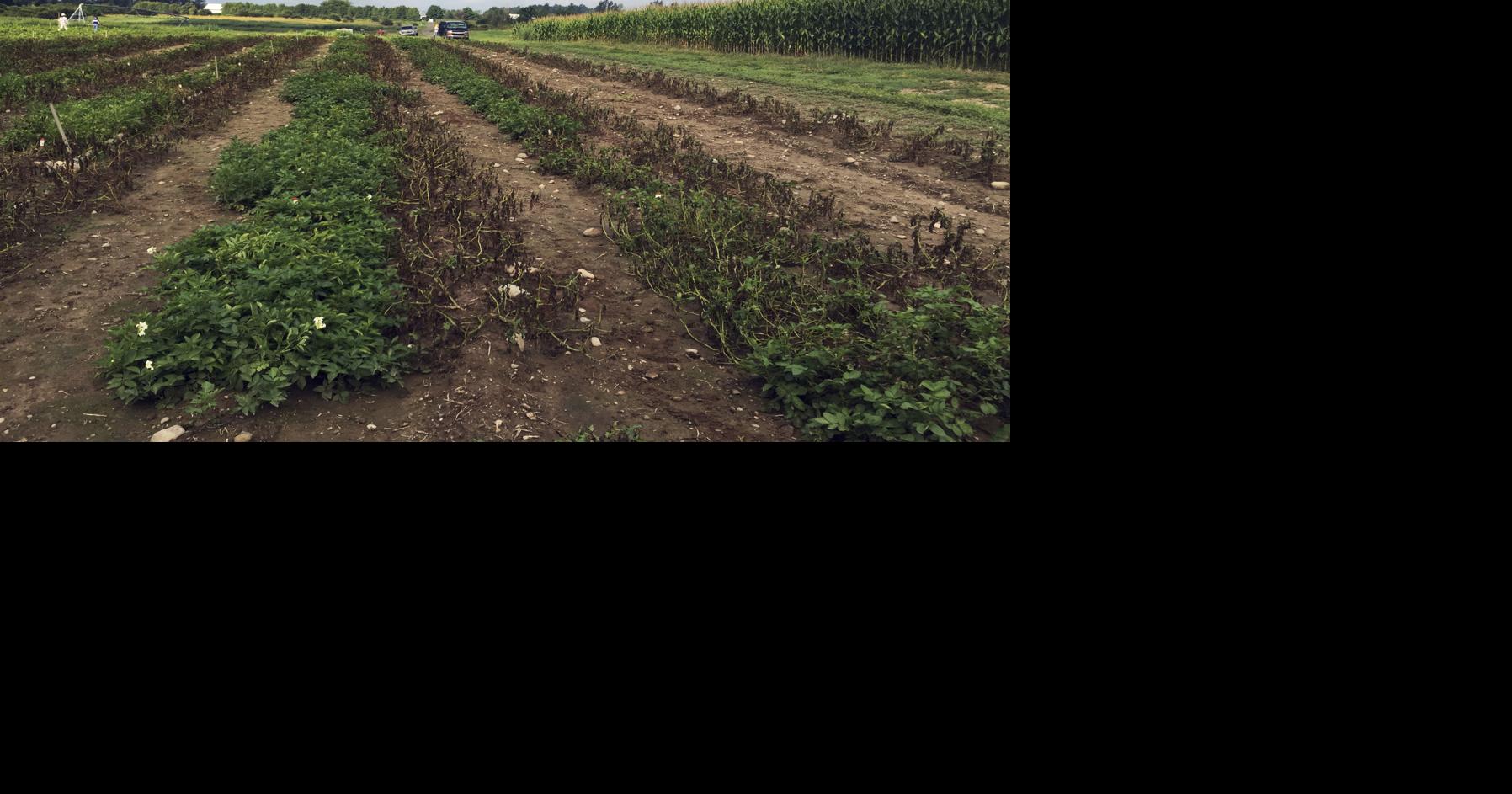 Simplot spends millions to expand in Canada | Agriculture ...