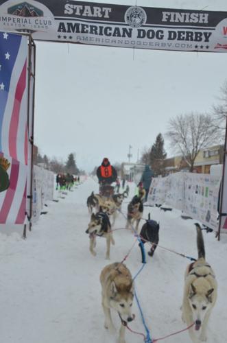 American Dog Derby held in Ashton on Friday