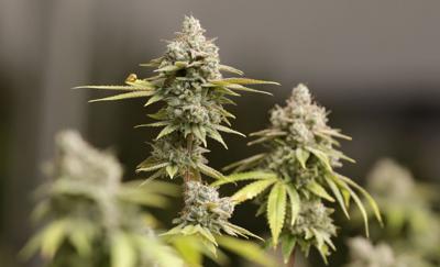 Medical Marijuana Utah