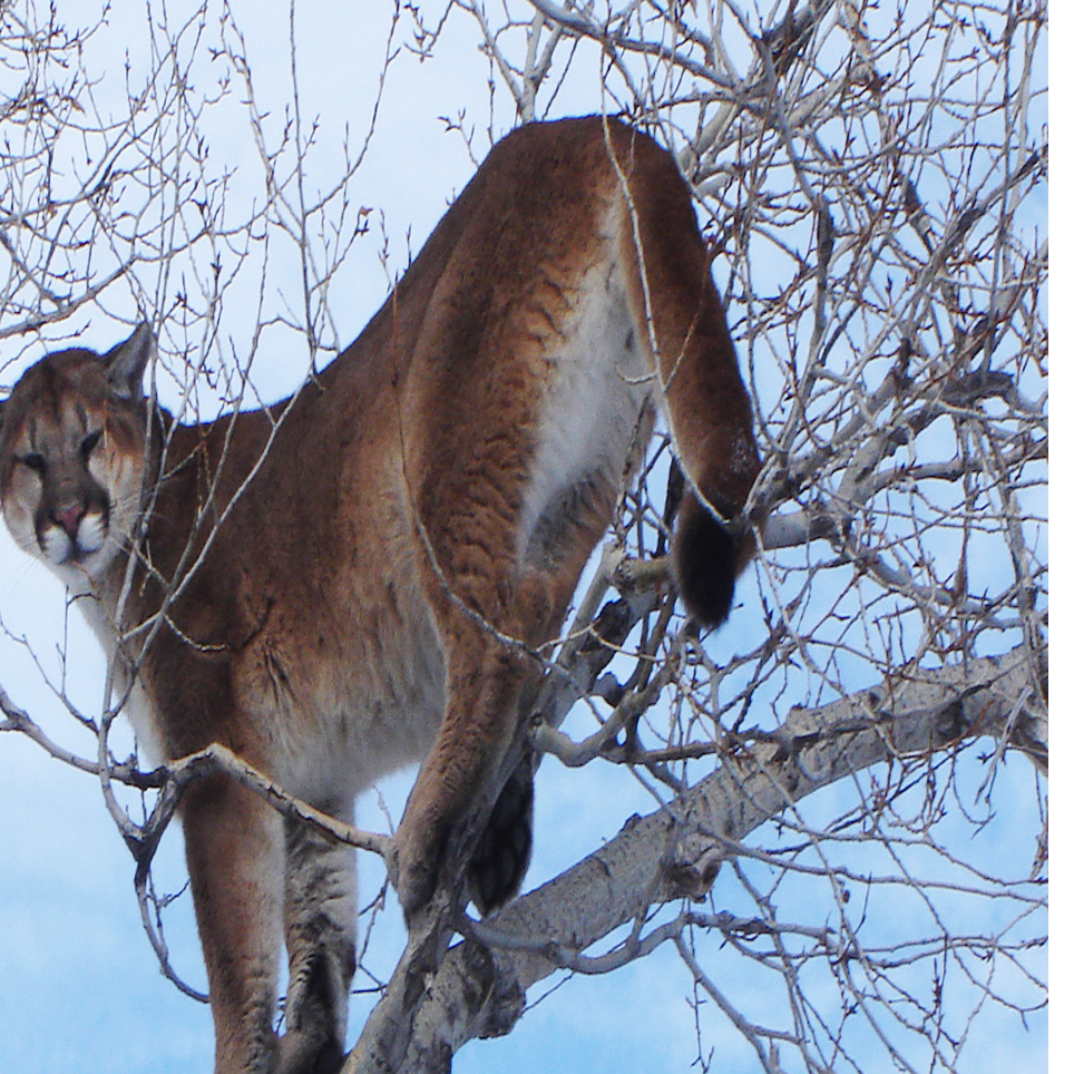 Mountain Lion Sightings