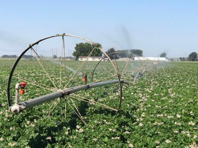 cropland (copy) (copy)