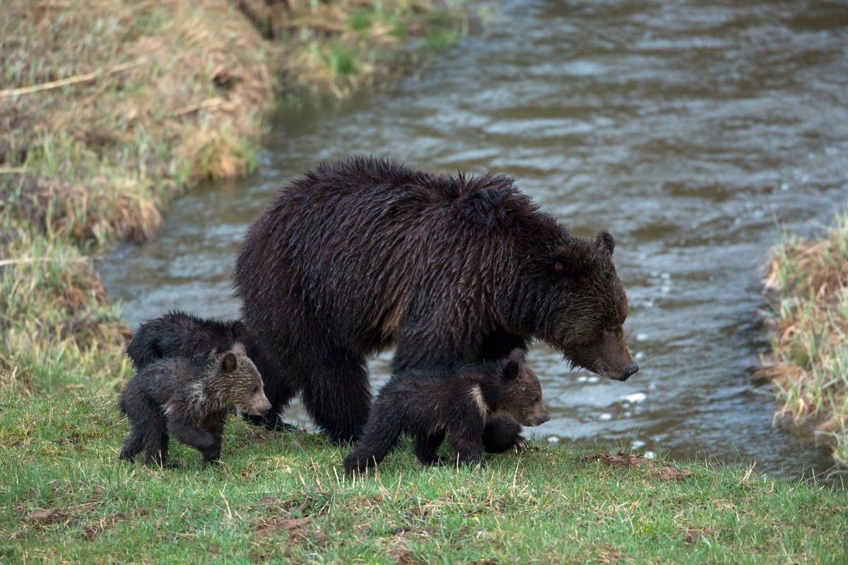 Grizzly Deaths Time To Admit To Yellowstone S Killing Crisis Columns Idahostatejournal Com Bear attacks in yellowstone are exceedingly rare.