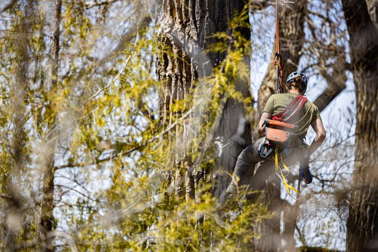 Eaglet rescue