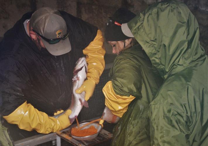 Fish and Game staff spawning rainbow trout at Hayspur Fish Hatchery 2021_2460.jfif