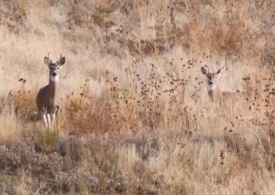deer