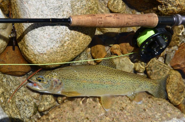 Rainbow trout
