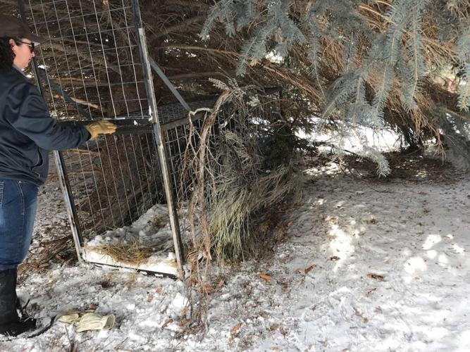 Cougar trap