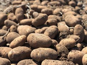Your food supply at risk: Most American farmers can't afford all the fertilizer they need this spring and the consequences could be catastrophic