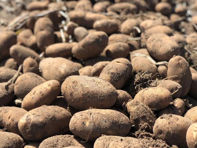 Spuds