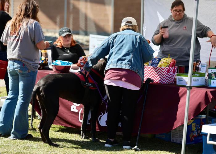 Photos of Run with the Big Dogs at Ross Park in Pocatello | Local ...