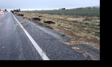 Cow crash
