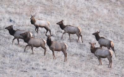Don't forget the tenderloins when field dressing your elk or deer this fall | Freeaccess | idahostatejournal.com Don't forget the tenderloins when field dressing your elk or deer this fall | Freeaccess | idahostatejournal.com