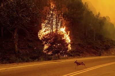 A young deer sprints across a road as the Sugar Fire burns