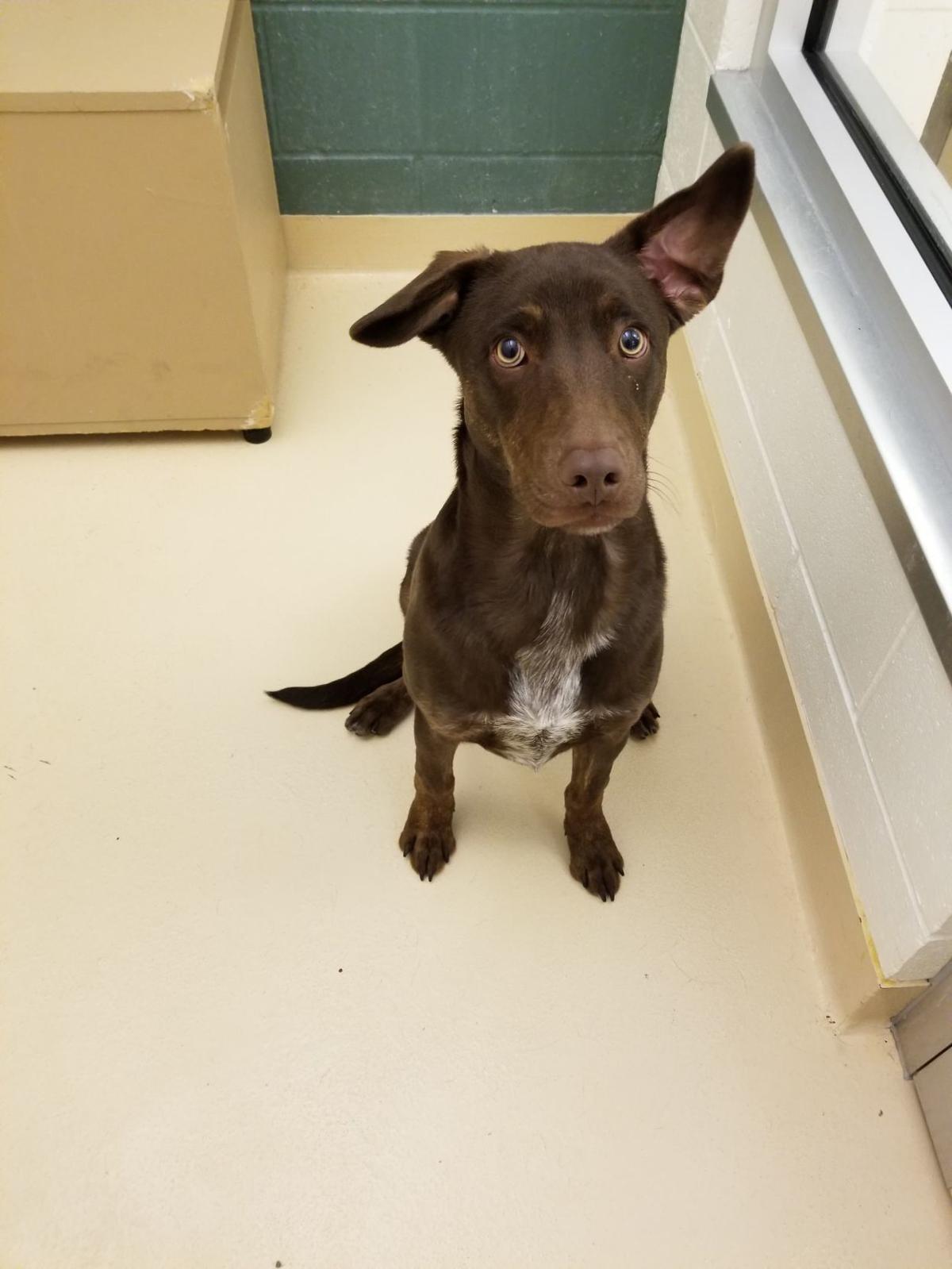 Pocatello Animal Shelter Pets Of The Week | Local | Idahostatejournal.com