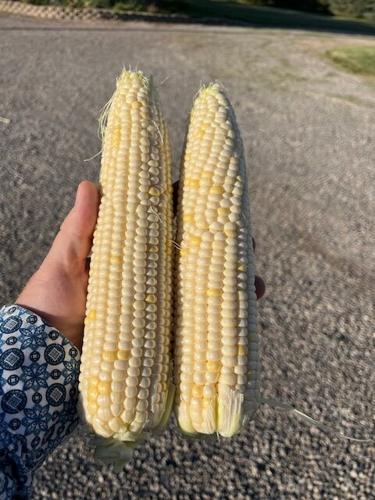 Richard Johnson - corn grown on their farm
