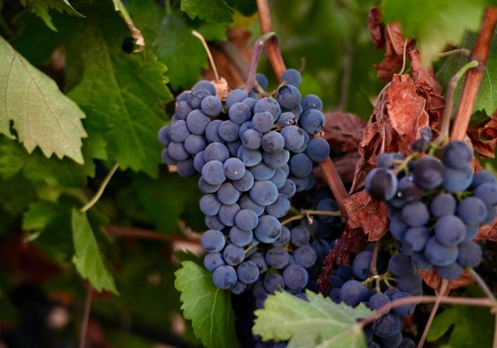 Wine Grape Glut