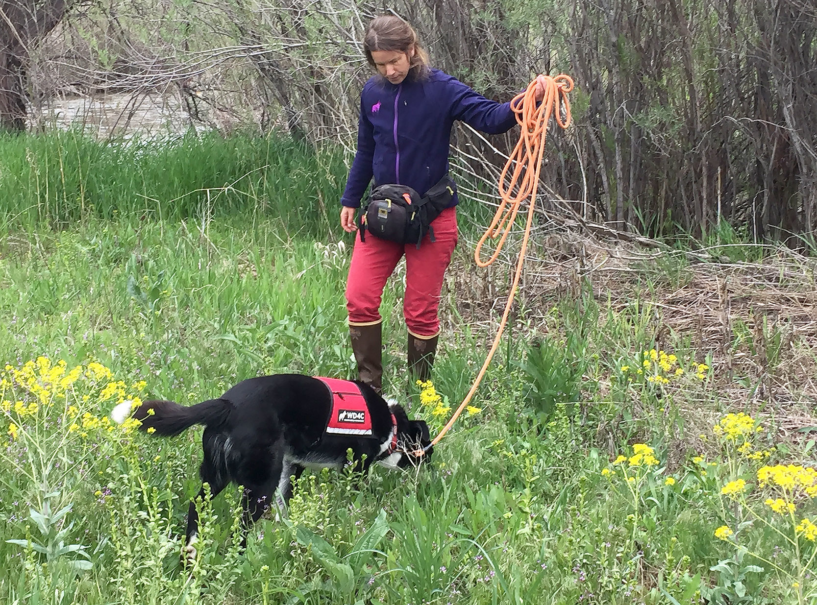 cortisol detection dog training