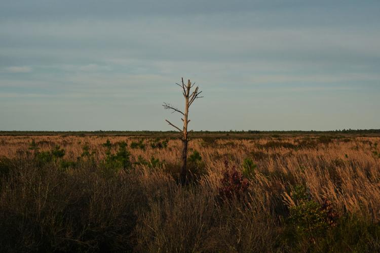 APTOPIX Climate Peatlands Restoration