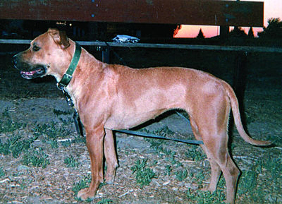 dog1