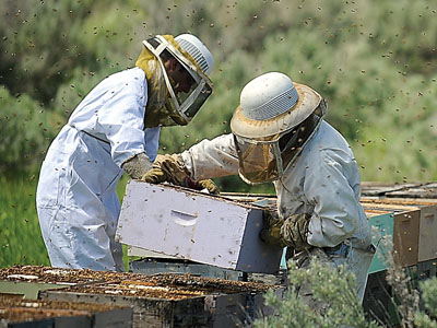 Brown\u0027s Honey