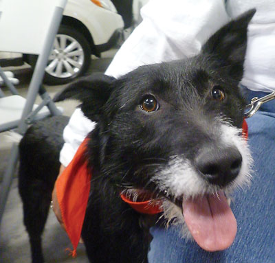 Pet adoption day