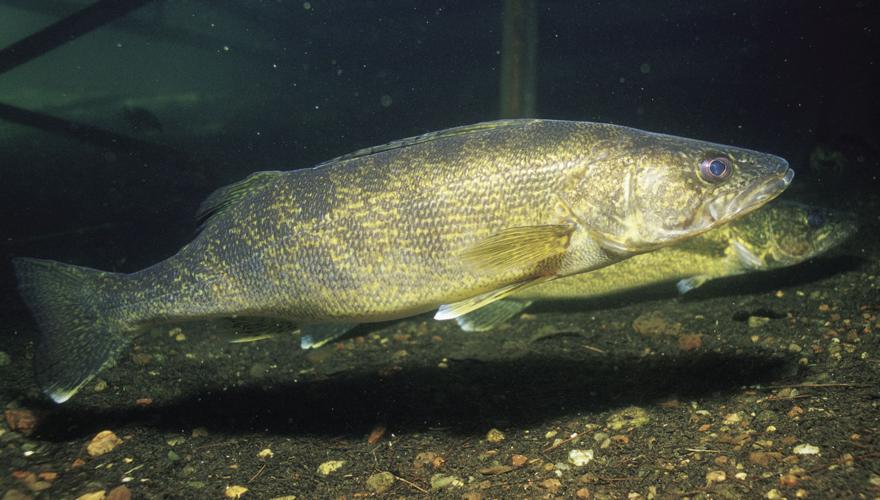 Walleye