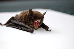 Local health officials confirm rabid bat found in Southeast Idaho
