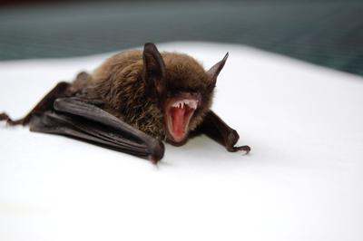Rabid bat (stock image) (copy) (copy)
