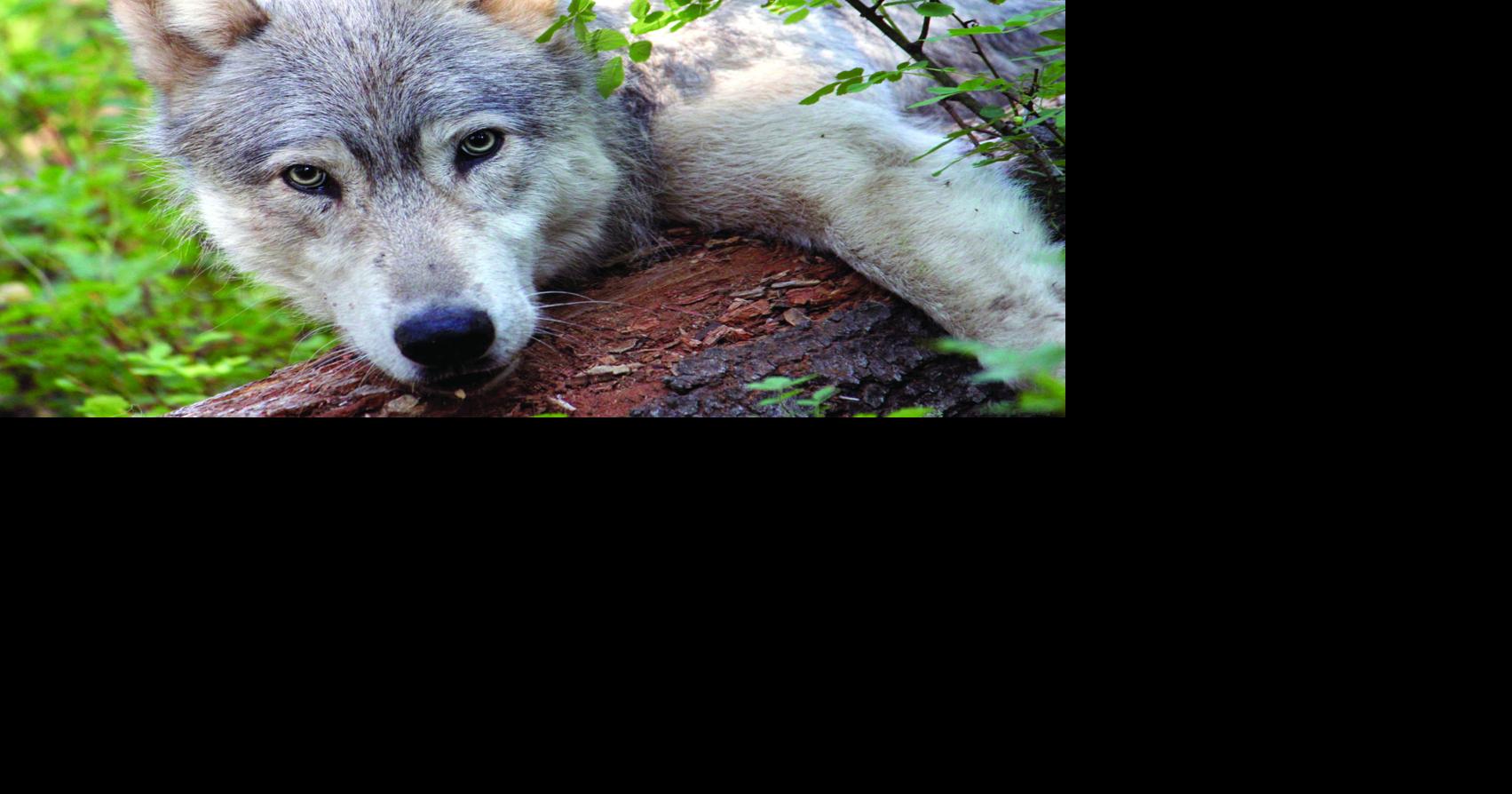 20 wolves killed in northern Idaho to boost elk population Xtreme