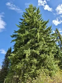 Community celebration set for Nov. 6 to welcome U.S. Capitol Christmas Tree to Idaho Falls