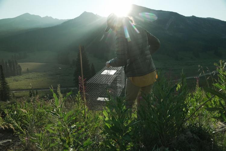 Marmots Climate Research