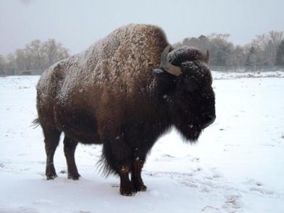 Bison