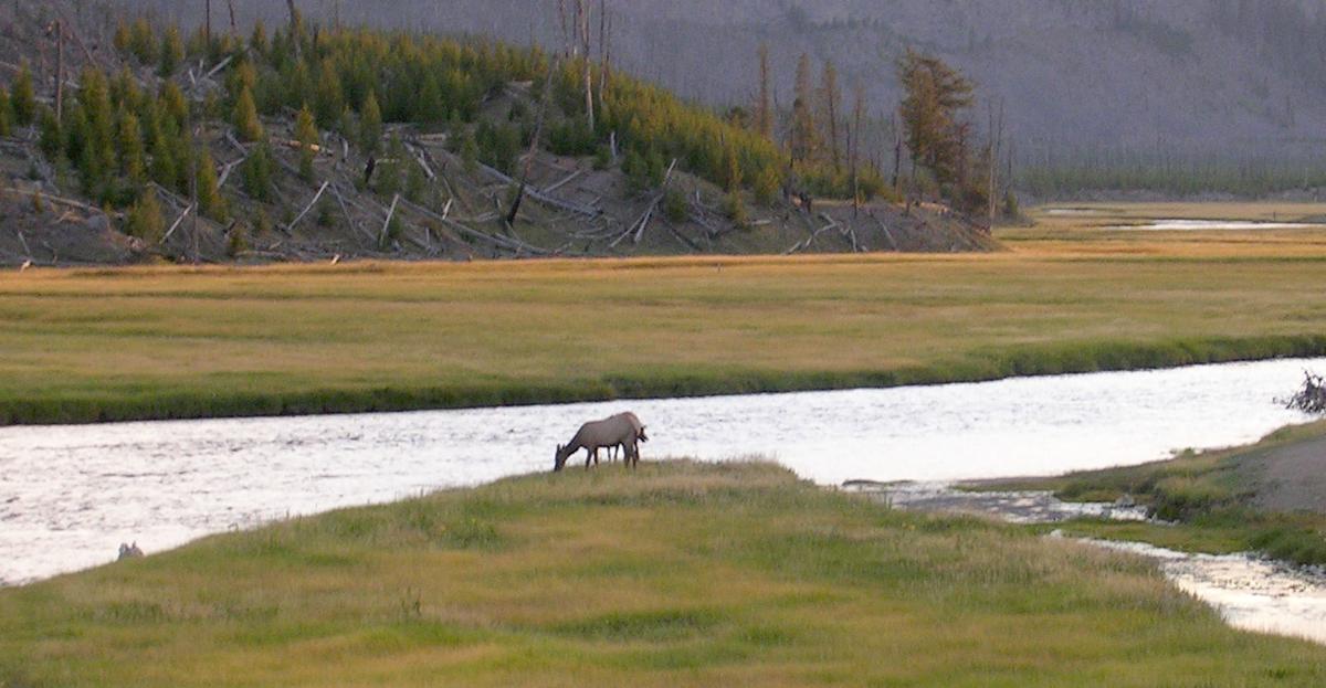 The differences between Roosevelt Elk and Rocky Mountain Elk Xtreme Idaho