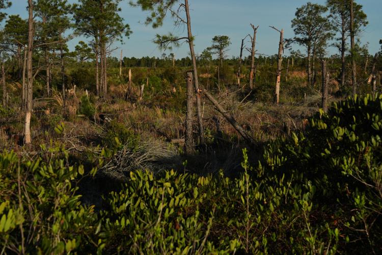Climate Peatlands Restoration Takeaways