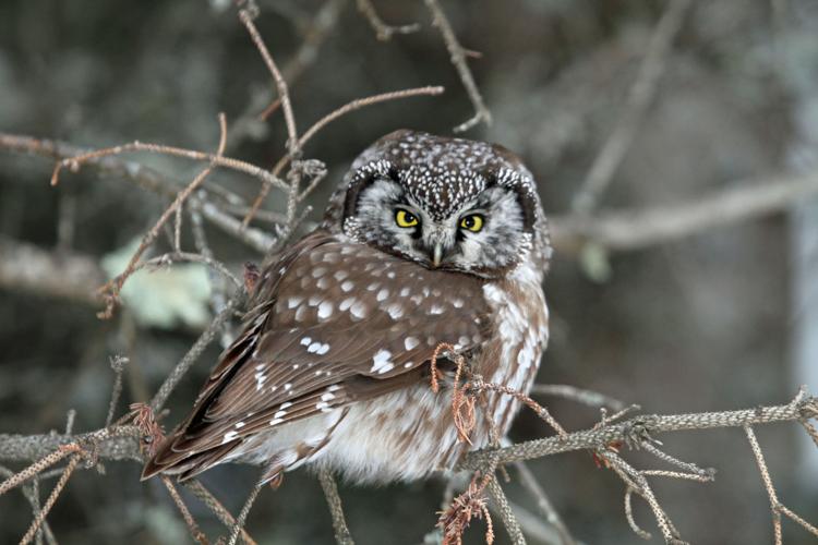 boreal owl by Greg Schechter.jpg