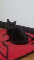 Pets of the week