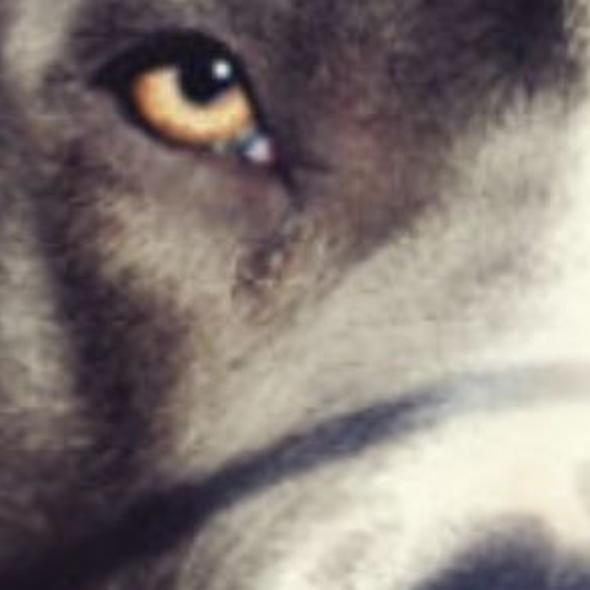 pocatello police chase tase pit bull