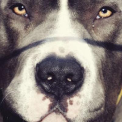 pocatello police chase tase pit bull
