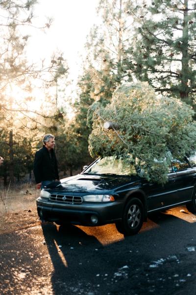Christmas tree cutting