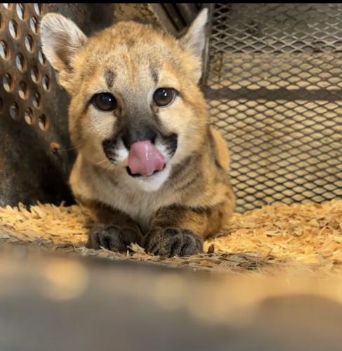 cougar kitten 1.jpg